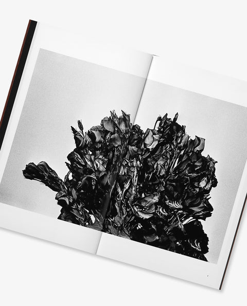 Daido Moriyama: Sunflower