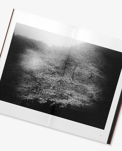 Daido Moriyama: Sunflower