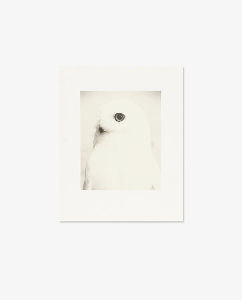 Yamamoto Masao|Birds 2