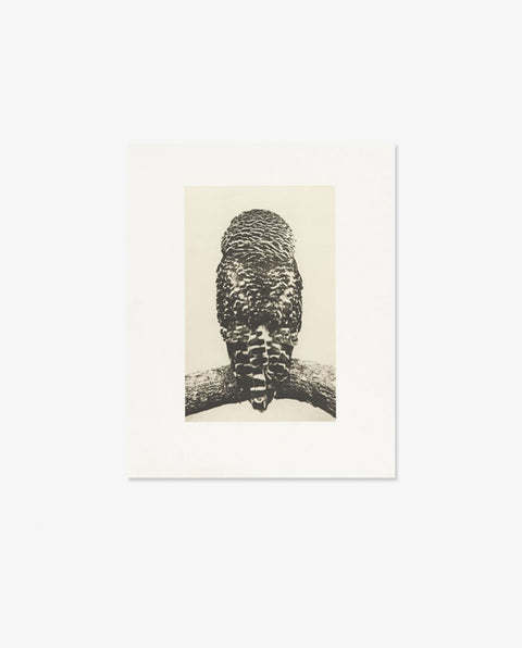 Yamamoto Masao|Birds 2