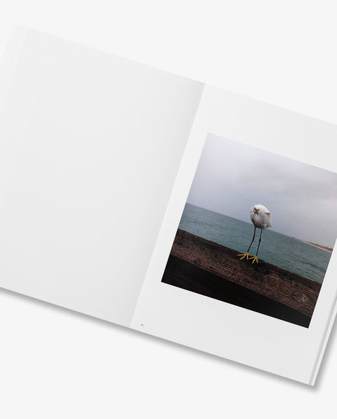A Whole California Anthology 1993–2025