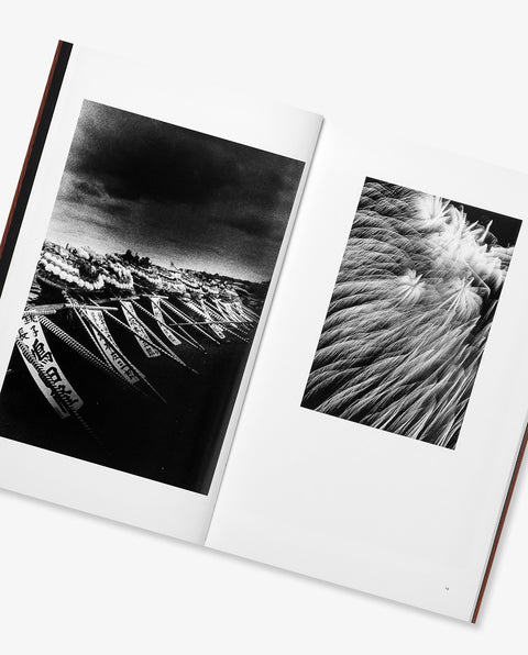 Daido Moriyama: Sunflower