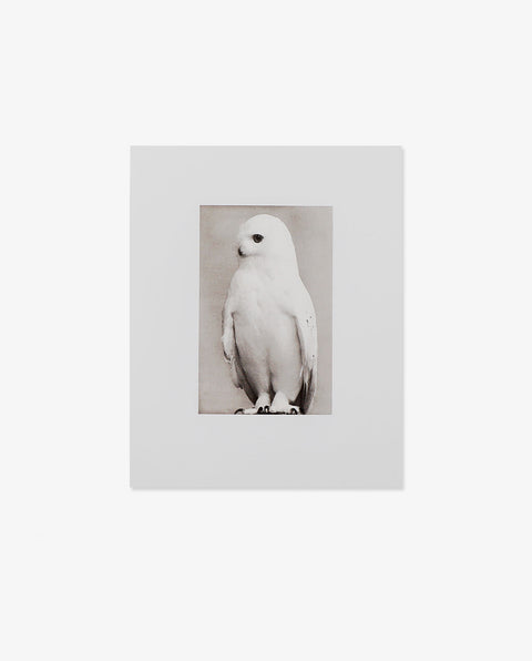 Yamamoto Masao｜Birds