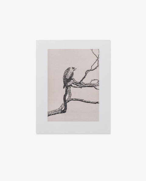 Yamamoto Masao｜Birds
