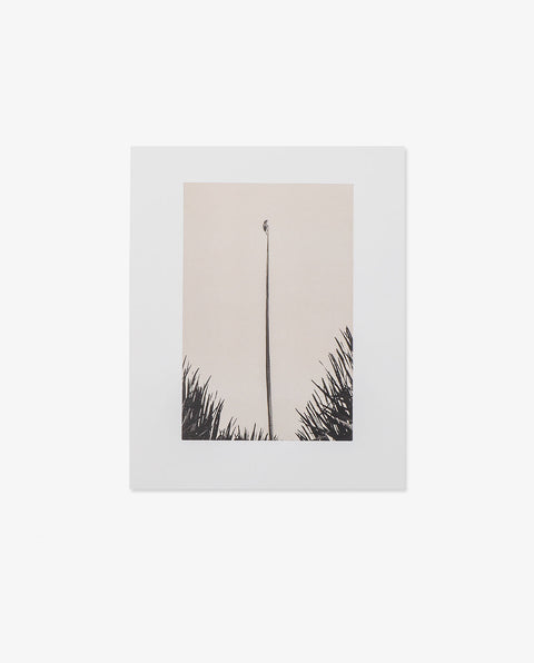 Yamamoto Masao｜Birds