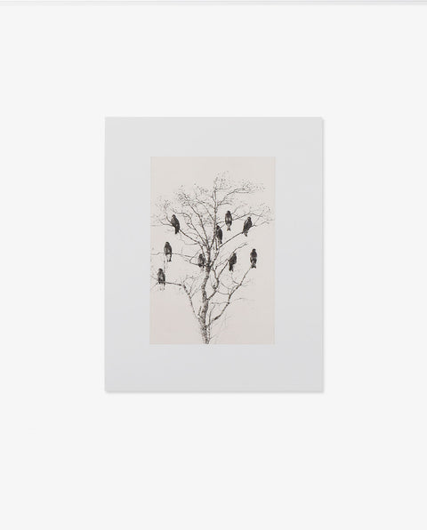 Yamamoto Masao｜Birds