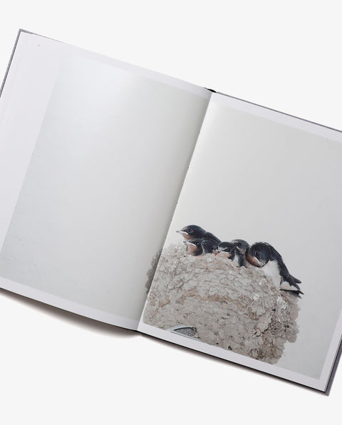 Des Oiseaux - Rinko Kawauchi