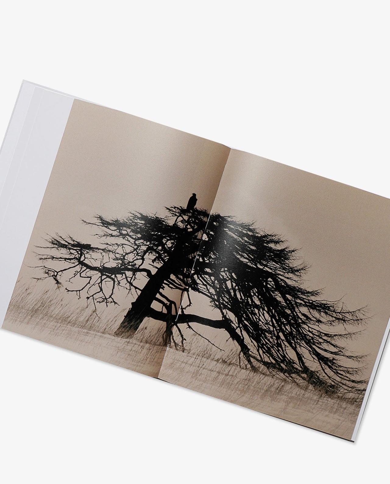 Home page – BOOK AND SONS
