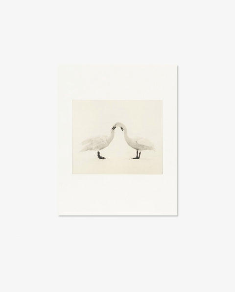 Yamamoto Masao｜Birds 2