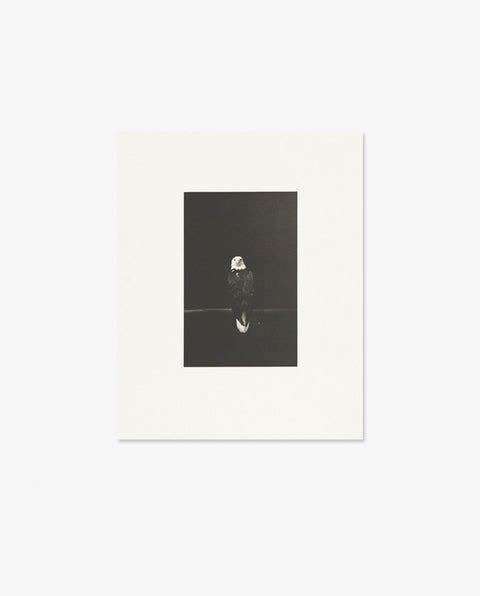Yamamoto Masao｜Birds 2