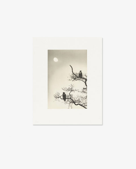 Yamamoto Masao｜Birds 2